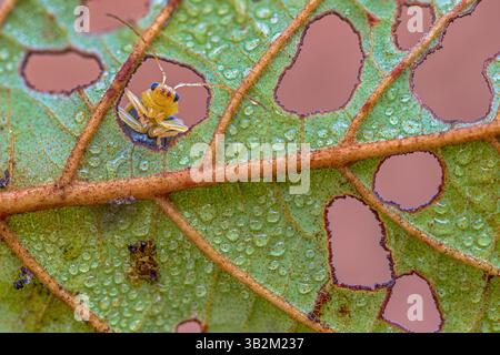 Fotografías infinitas del universo Foto Stock