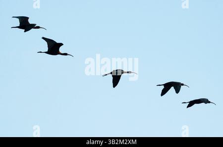 Ibis lucido (Plegadis falcinellus) in volo, palude di Akrotiri, Repubblica di Cipro Foto Stock