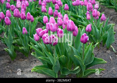 Molti fiori di tulipani color magenta in primavera. Ci sono gocce di pioggia sui fiori. Tulipani in fiore. Foto Stock