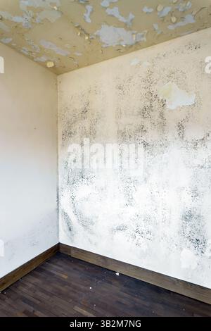 Macchie di muschio e muffa sul soffitto a parete a causa della scarsa ventilazione dell'aria e dell'elevata umidità. Danno alla salute. Foto Stock