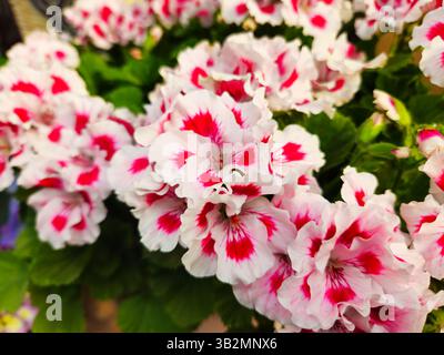 Primo piano di vivaci fiori rosa e geranio bianco con dettagli ricchi Foto Stock