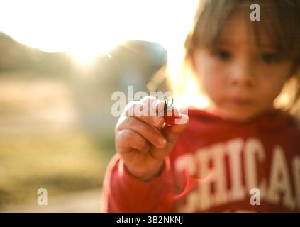 Bambino che tiene in mano il pomodoro piccolo del giardino Foto Stock