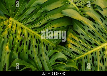 Primo piano delle foglie di Monstera con buchi naturali e spaccature Foto Stock