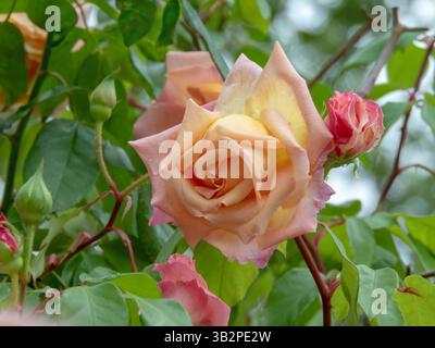 Fiori ibridi di rose d'arancia a forma di tè. Doppia testa di fiore nel giardino. Bellissimo fiore di rosa con petali di pesca. Foto Stock