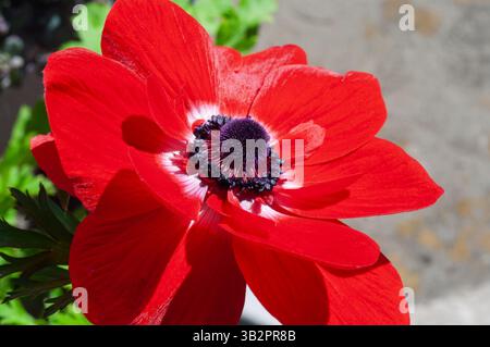 Un vivace fiore di anemone rosso, con il suo suggestivo centro viola scuro, fiorisce alla luce del sole, mostrando i suoi delicati petali e i dettagli intricati. Foto Stock