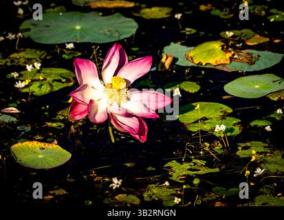 Un vivace fiore di loto rosa che fiorisce su uno stagno scuro, circondato da gigli verdi e piccoli fiori bianchi. La luce del sole mette in risalto i petali e il Foto Stock