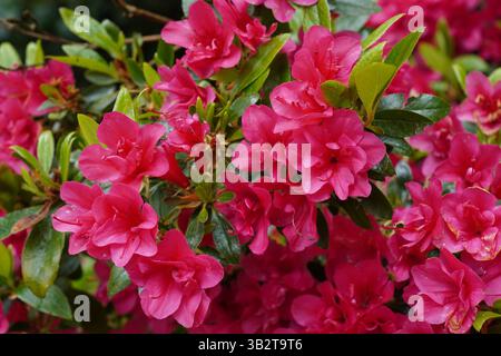 arbusto del giardino azalea in fiore in primavera. dei bei fiori rosa rossi Foto Stock