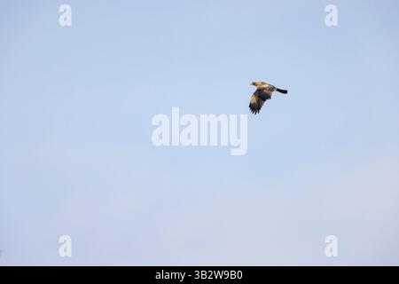 Aquila bootata Aquila pennata, giovanile in volo, Cornovaglia, Regno Unito, gennaio Foto Stock