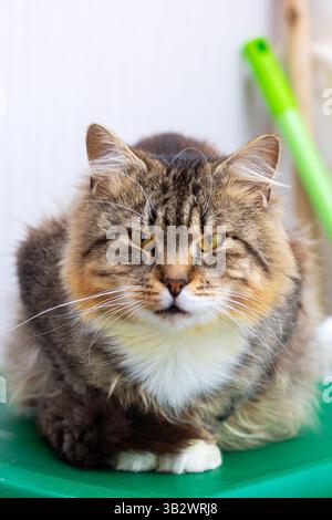 Un gatto affascinante e soffice, adornato da occhi sorprendenti e accattivanti, si sta rilassando pacificamente su una morbida superficie verde Foto Stock