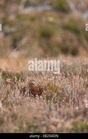 Red Grouse Lagopus scotica, femmina adulta a heather Moorland, Lochindorb, Highland, Scozia, Regno Unito, ottobre Foto Stock