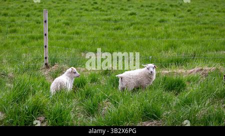 Pecore bianche islandesi (agnello) in piedi sull'erba in una fattoria vicino a Raudisandur Beach, Islanda. Foto Stock