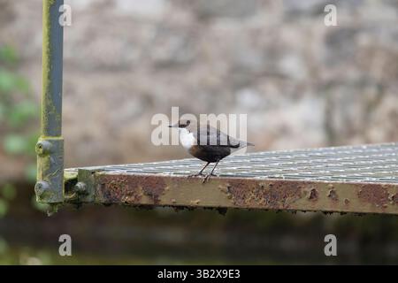 Cucchiaia con gola bianca Cinclus cinclus, per adulti, Cheddar Gorge, Somerset, Regno Unito, novembre Foto Stock