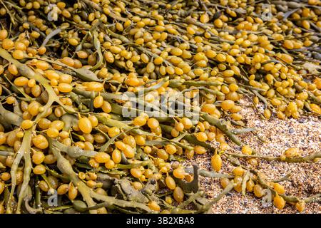 Eruzione vescicale (Fucus vesiculosus) alghe e alghe, vista ravvicinata delle vesciche d'aria gialle lavate sulla spiaggia di Ytri Tunga a Snaefellsnes, Islanda Foto Stock