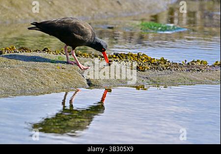 Un uccello Black Oystercatcher, (Haematopus bachmani); che si prepara per le vongole selvatiche su una spiaggia dell'isola di Vancouver, Columbia Britannica, Canada. Foto Stock