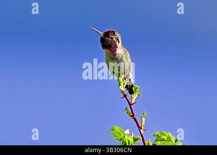 Un colibrì maschio Anna (Calypte anna) arroccato su un cespuglio di rose sulla costa dell'Isola di Vancouver Columbia Britannica Canada. Foto Stock