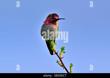 Un Hummingbird di Anna (Calypte anna) arroccato su un cespuglio di rose sulla costa dell'Isola di Vancouver Columbia Britannica Canada. Foto Stock