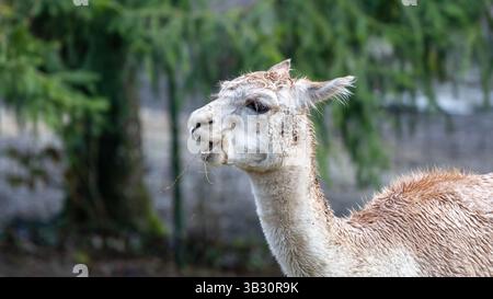 Un lama calmo in piedi in una foresta con alberi sullo sfondo in un pomeriggio di sole Foto Stock