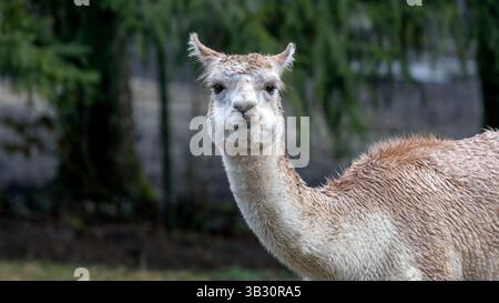 Un lama calmo in piedi in un campo erboso con alberi sullo sfondo durante un pomeriggio luminoso Foto Stock