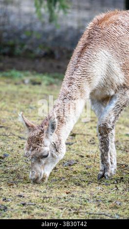 Un lama di colore chiaro si inginocchia graziosamente per pascolare sull'erba verde fresca in una giornata tranquilla Foto Stock