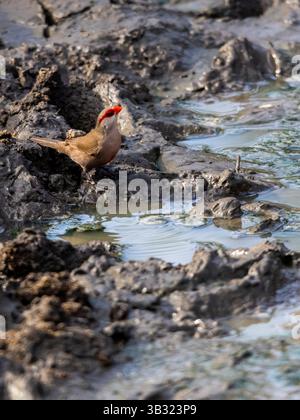 Una comune pagnotta (Estrilda astrild) beve in una piccola pozzanghera fangosa dopo un temporale nel Bush del parco nazionale Kruger. Foto Stock