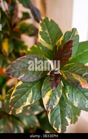 Graptophyllum 'tricolor' pictum, chiamato anche pianta caricatura. Pianta colorata. Foto Stock