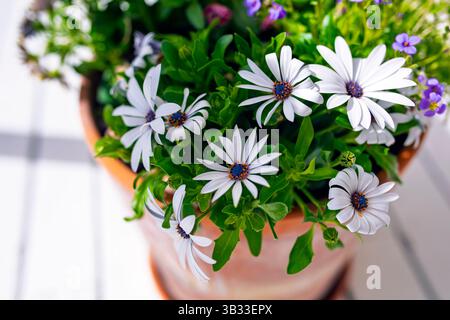 Cape Marguerites o margherite africane dai colori incantevoli. Cresce selvaggia nelle zone meridionali di Spouth Africa. Foto Stock
