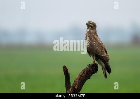 Un budello comune (Buteo buteo) appollaiato su un ramo su un campo aperto in Polonia, a caccia di prede. Foto Stock