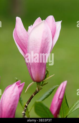 Magnolia Ann, un albero ornamentale compatto in tarda fioritura, che mostra i caratteristici fiori rossi rosati in aprile. REGNO UNITO Foto Stock