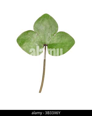 Liverleaf - Hepatica nobilis Foto Stock