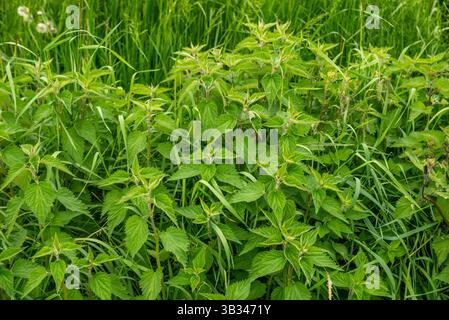 Piante di ortica con giovani foglie primaverili nel campo erboso Foto Stock