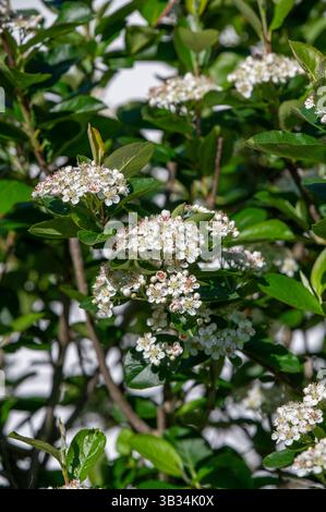 Aronia melanocarpa fiorita nel giardino. Fiori bianchi del Black Chokeberry. Foto Stock