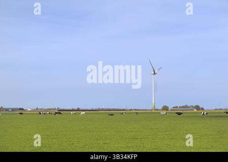 Tipico paesaggio olandese con mucche e turbine eoliche Foto Stock