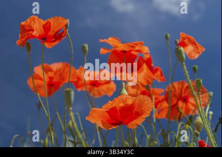 Wild papavero rosso con il blu del cielo Foto Stock