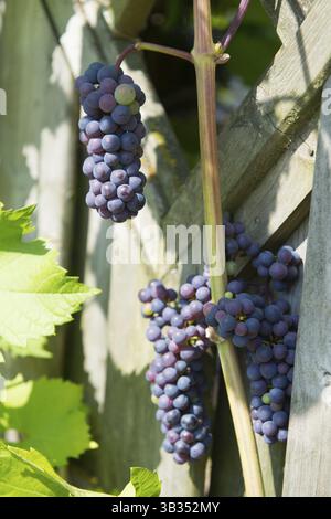 Mature blu uva appeso al sole Foto Stock
