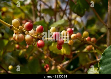 Ramo di un cespuglio di caffè con frutta matura a Gran Canaria Foto Stock