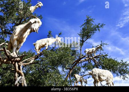 Gli alberi di Argan e le capre sulla strada tra Marrakech e Essaouira in Marocco. L'olio di Argan è prodotto usando i semi degli alberi, e l'olio è Foto Stock