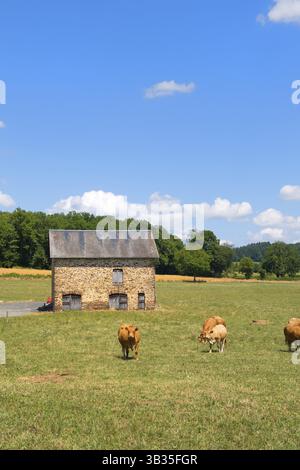 Mucche Limousine marrone in paesaggio francese di fronte al fienile Foto Stock