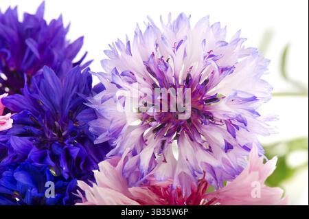 Mazzo di fiori blu e rosa Cornflowers isolate su sfondo bianco Foto Stock