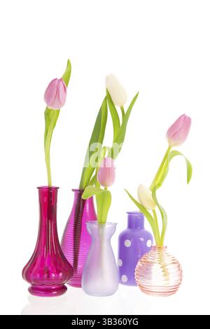 Rosa e Bianco tulipani nel piccolo vaso colorato isolate su sfondo bianco Foto Stock