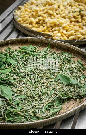 vermi di seta e foglie di gelso nella tradizionale fattoria rustica cambogiana Foto Stock