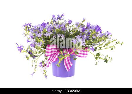 Fiore viola con nastro festivo in vaso isolato su sfondo bianco Foto Stock