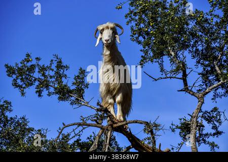Gli alberi di Argan e le capre sulla strada tra Marrakech e Essaouira in Marocco. L'olio di Argan è prodotto usando i semi degli alberi, e l'olio è Foto Stock