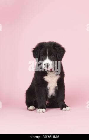 Carino Border Collie cucciolo su sfondo rosa Foto Stock