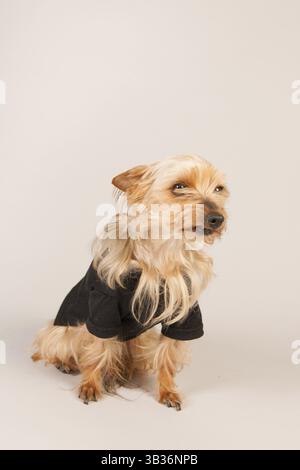 Yorkshire terrier sullo sfondo beige Foto Stock