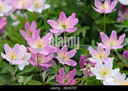 Anemonoides nemorosa rosa, l'anemone di legno, in fiore. Foto Stock