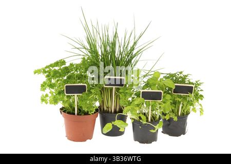 Cucina erbe aromatiche in vasi con etichette isolato su bianco Foto Stock