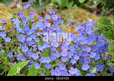 Omphalodes cappadocica «Cherry Ingram», nota anche come erba di navelica cappadociana, in fiore. Foto Stock