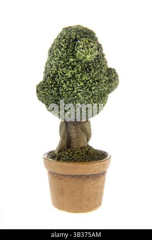 Buxus cespuglio in vasi di fiori sfondo bianco isolato Foto Stock