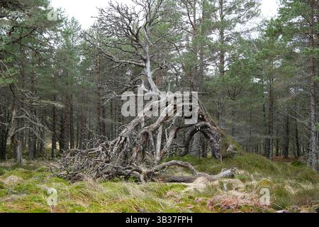 Scots Pine, Pinus Sylvestri, Black Wood of Rannoch, un residuo di un'antica foresta caledoniana, Loch Rannoch Scottish Highlands. Foto Stock