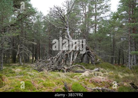 Scots Pine, Pinus Sylvestri, Black Wood of Rannoch, un residuo di un'antica foresta caledoniana, Loch Rannoch Scottish Highlands. Foto Stock